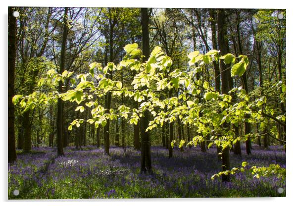 Spring Beech and Bluebells Acrylic by Colin Tracy