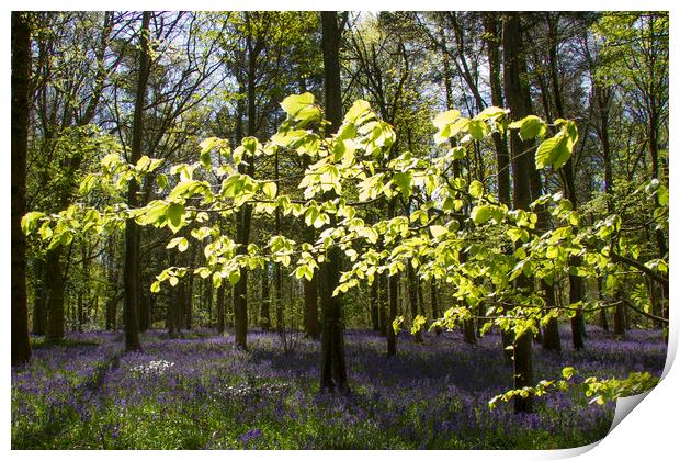 Spring Beech and Bluebells Print by Colin Tracy
