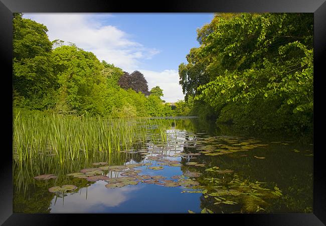 Lillyponds Framed Print by Edward Reed