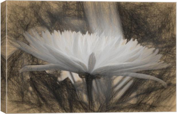 pretty flower Canvas Print by sue davies