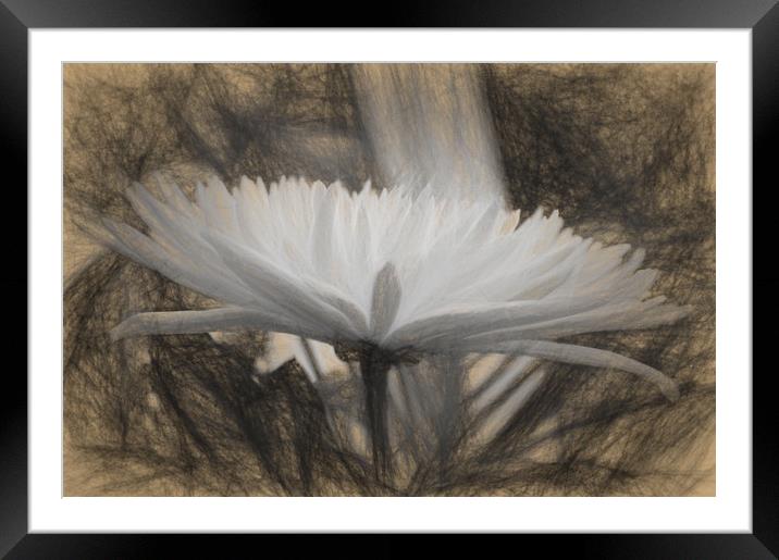 pretty flower Framed Mounted Print by sue davies