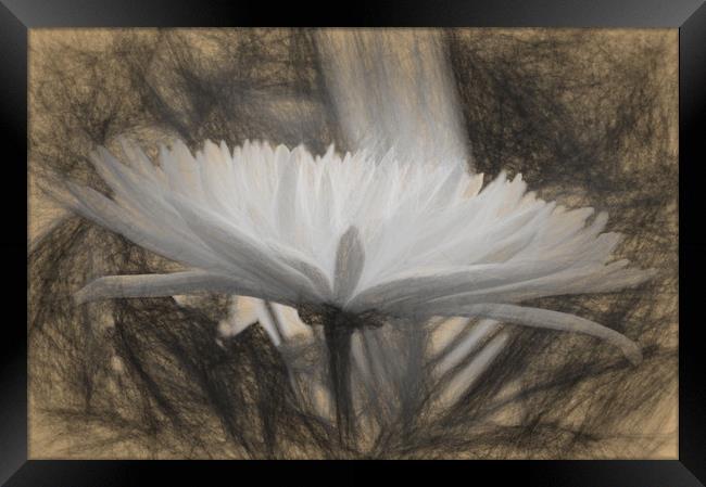 pretty flower Framed Print by sue davies