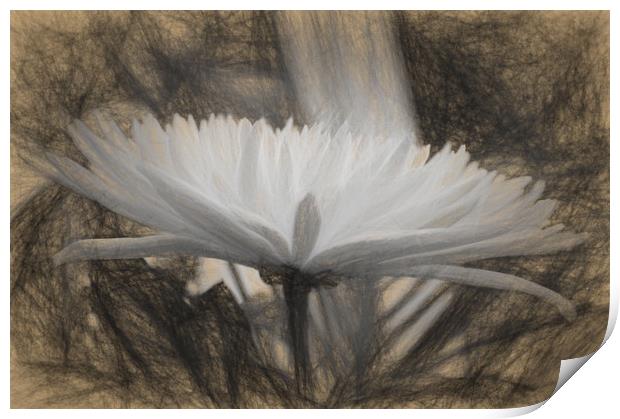 pretty flower Print by sue davies