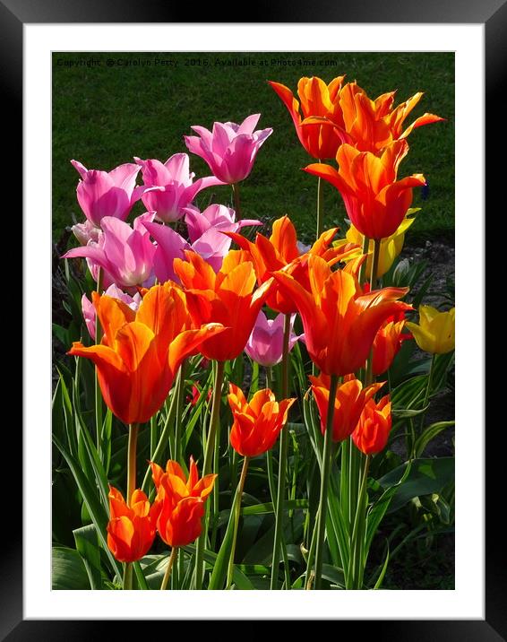 Tulips  Framed Mounted Print by Carolyn Petty