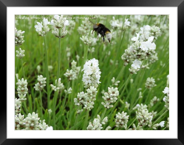 Hovering over Framed Mounted Print by Marja Ozwell