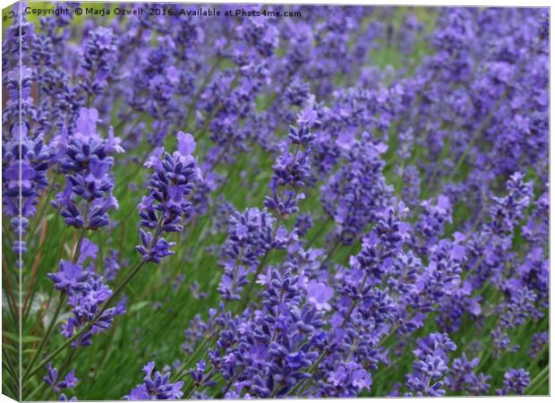 Lavender  heaven Canvas Print by Marja Ozwell