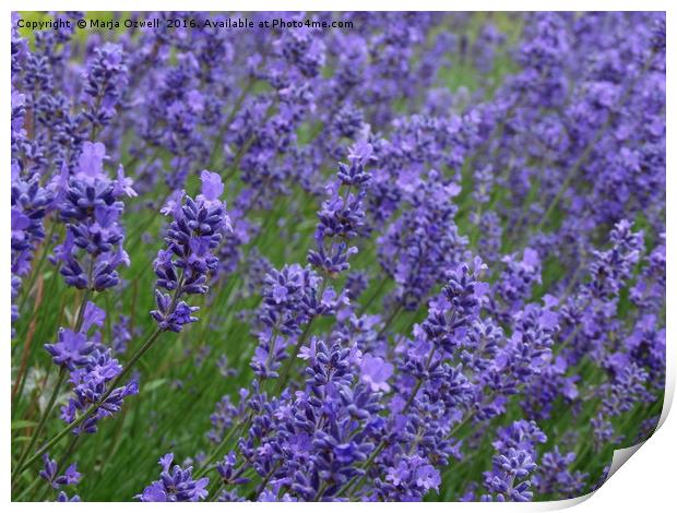 Lavender  heaven Print by Marja Ozwell