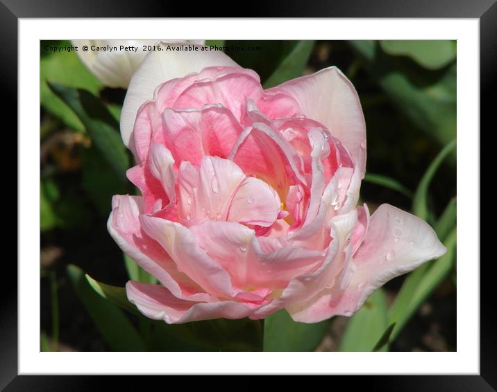 Angelique Tulip Framed Mounted Print by Carolyn Petty