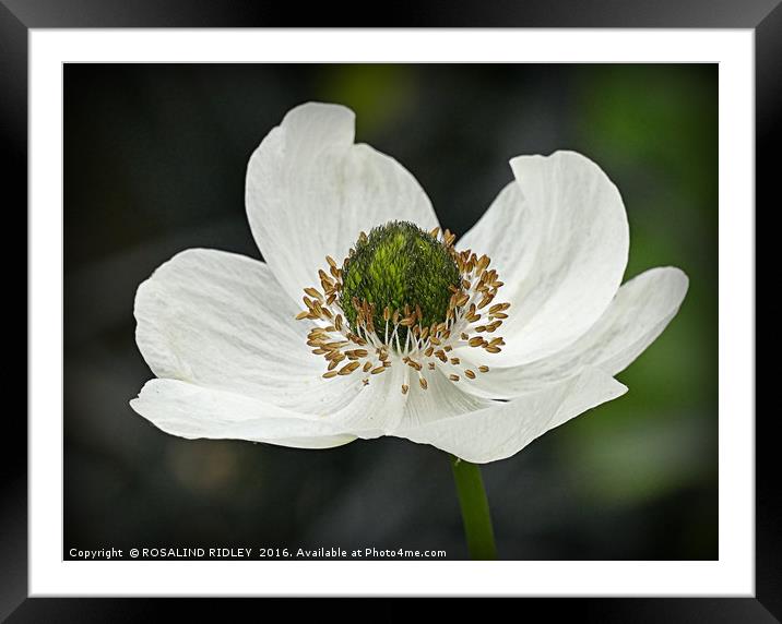 "WHITE ANEMONE" Framed Mounted Print by ROS RIDLEY