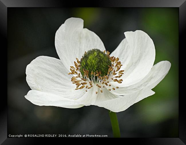 "WHITE ANEMONE" Framed Print by ROS RIDLEY
