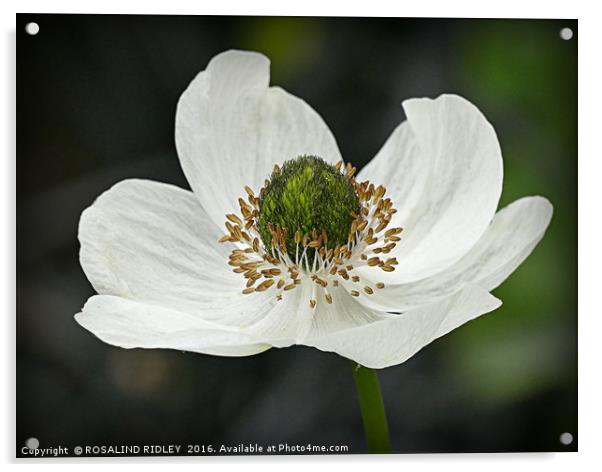 "WHITE ANEMONE" Acrylic by ROS RIDLEY