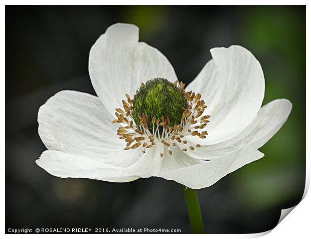 "WHITE ANEMONE" Print by ROS RIDLEY