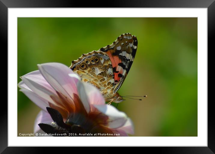 Butterfly on flower Framed Mounted Print by Sarah Hawksworth