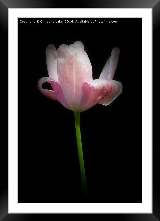 Tulip by Twilight Framed Mounted Print by Christine Lake