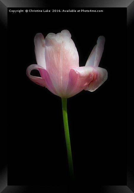 Tulip by Twilight Framed Print by Christine Lake