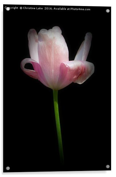 Tulip by Twilight Acrylic by Christine Lake