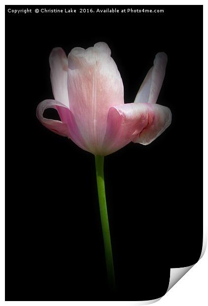 Tulip by Twilight Print by Christine Lake