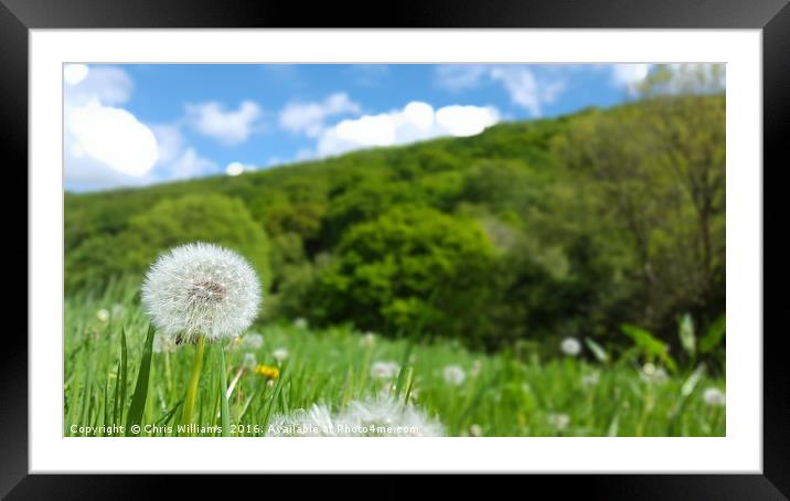 The Dandelion Framed Mounted Print by Chris Williams