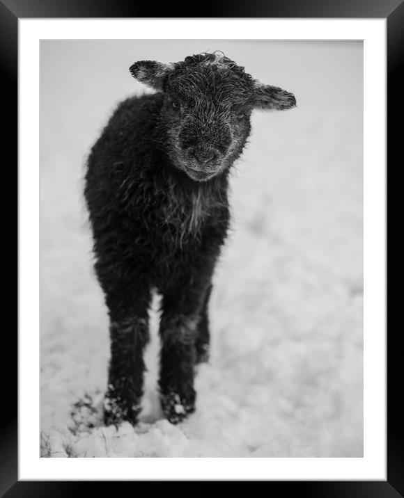 Herdwick Lamb. Framed Mounted Print by Mark Bowman