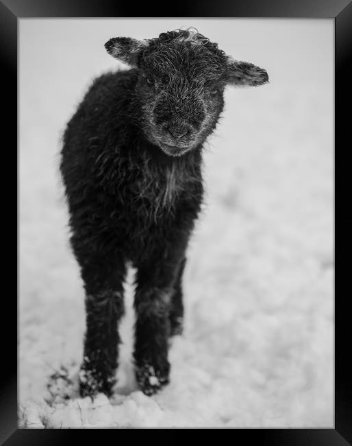 Herdwick Lamb. Framed Print by Mark Bowman