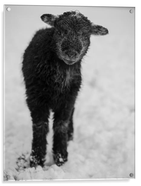 Herdwick Lamb. Acrylic by Mark Bowman