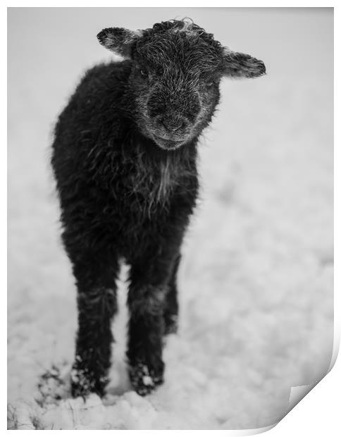 Herdwick Lamb. Print by Mark Bowman