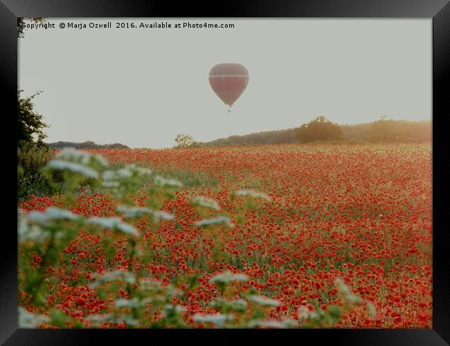 Poppies and balloons Framed Print by Marja Ozwell