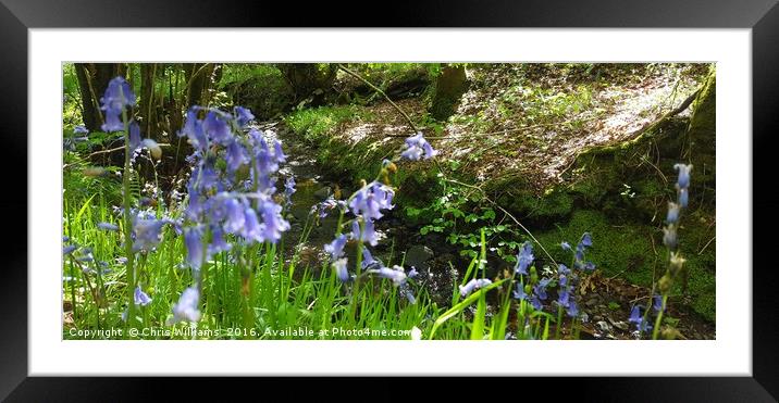 Bluebells By The Stream  Framed Mounted Print by Chris Williams