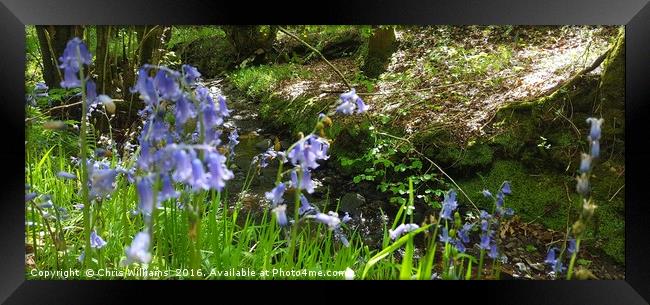 Bluebells By The Stream  Framed Print by Chris Williams