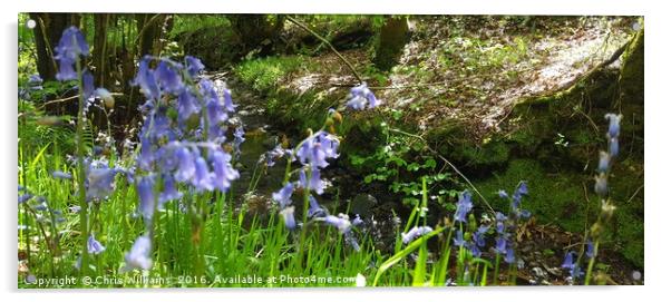 Bluebells By The Stream  Acrylic by Chris Williams