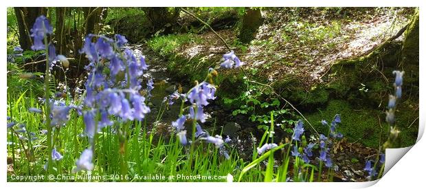 Bluebells By The Stream  Print by Chris Williams