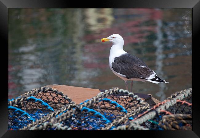 Greater black backed gull Framed Print by Douglas Kerr