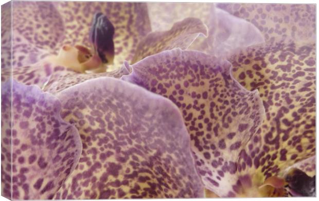 speckled orchids Canvas Print by Heather Newton