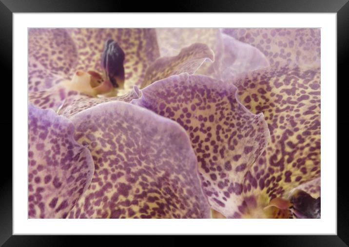 speckled orchids Framed Mounted Print by Heather Newton