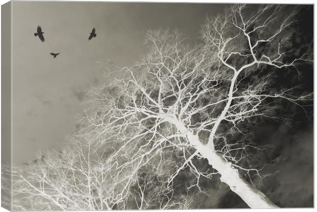 circling (three birds) Canvas Print by Heather Newton