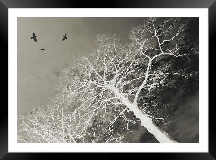 circling (three birds) Framed Mounted Print by Heather Newton
