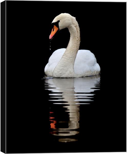   Mute Swan Canvas Print by Macrae Images