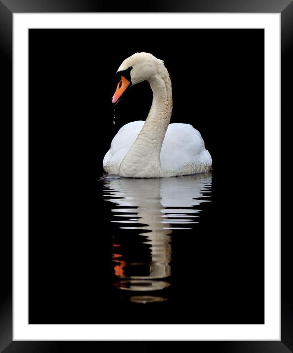   Mute Swan Framed Mounted Print by Macrae Images