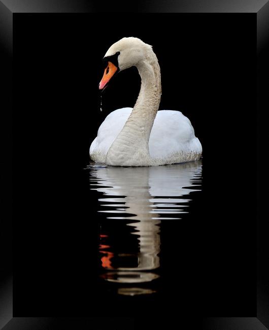   Mute Swan Framed Print by Macrae Images