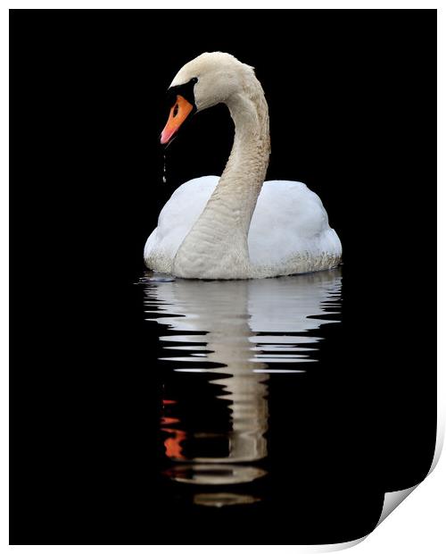   Mute Swan Print by Macrae Images