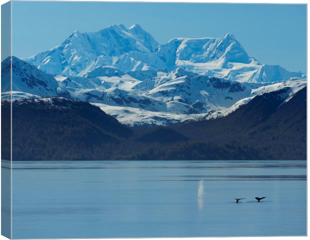 Glacier Bay - Humpback Whales Canvas Print by Paul Appleby