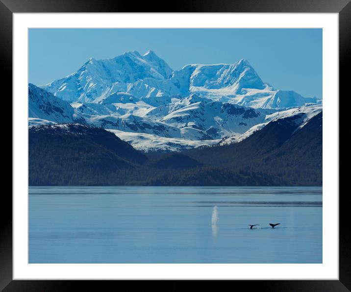 Glacier Bay - Humpback Whales Framed Mounted Print by Paul Appleby