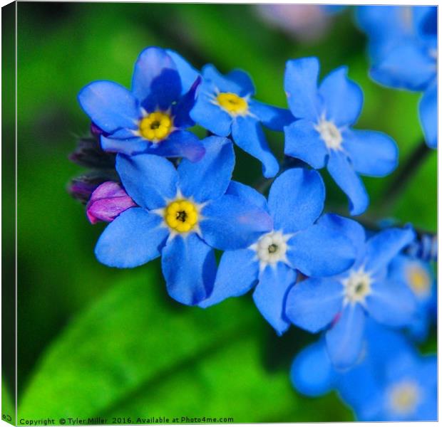 Forget-me-not Canvas Print by Tyler Miller