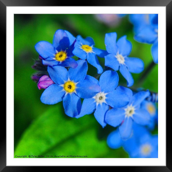 Forget-me-not Framed Mounted Print by Tyler Miller