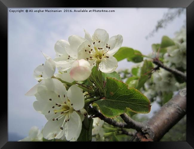Wild plum's blossoms 5, Framed Print by Ali asghar Mazinanian