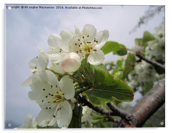 Wild plum's blossoms 5, Acrylic by Ali asghar Mazinanian