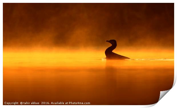 A golden lake Print by tahir abbas