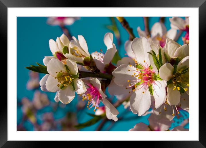Almond Blossom Framed Mounted Print by Wight Landscapes