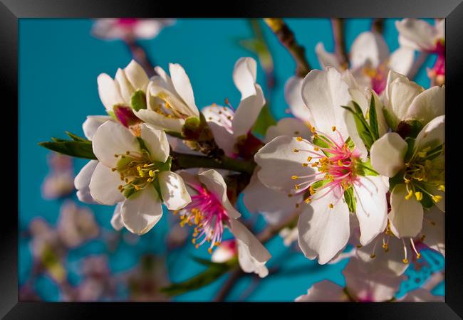 Almond Blossom Framed Print by Wight Landscapes