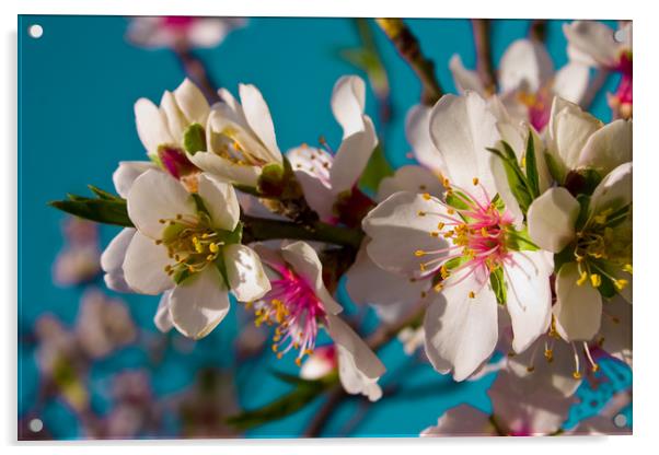 Almond Blossom Acrylic by Wight Landscapes